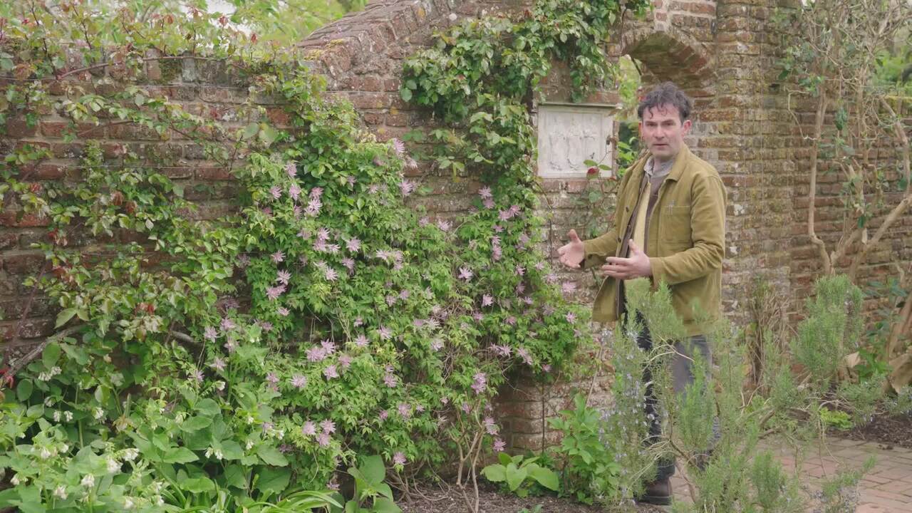 Using clematis in the garden