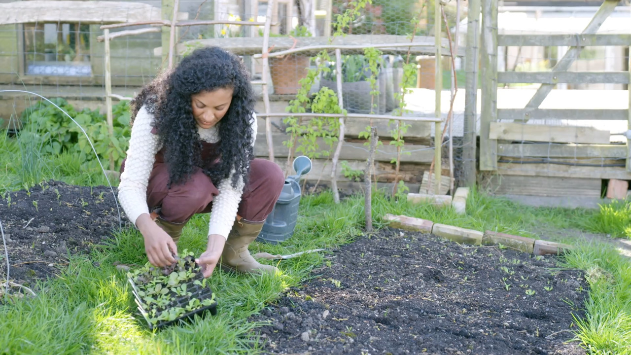 Planting out young lettuces 