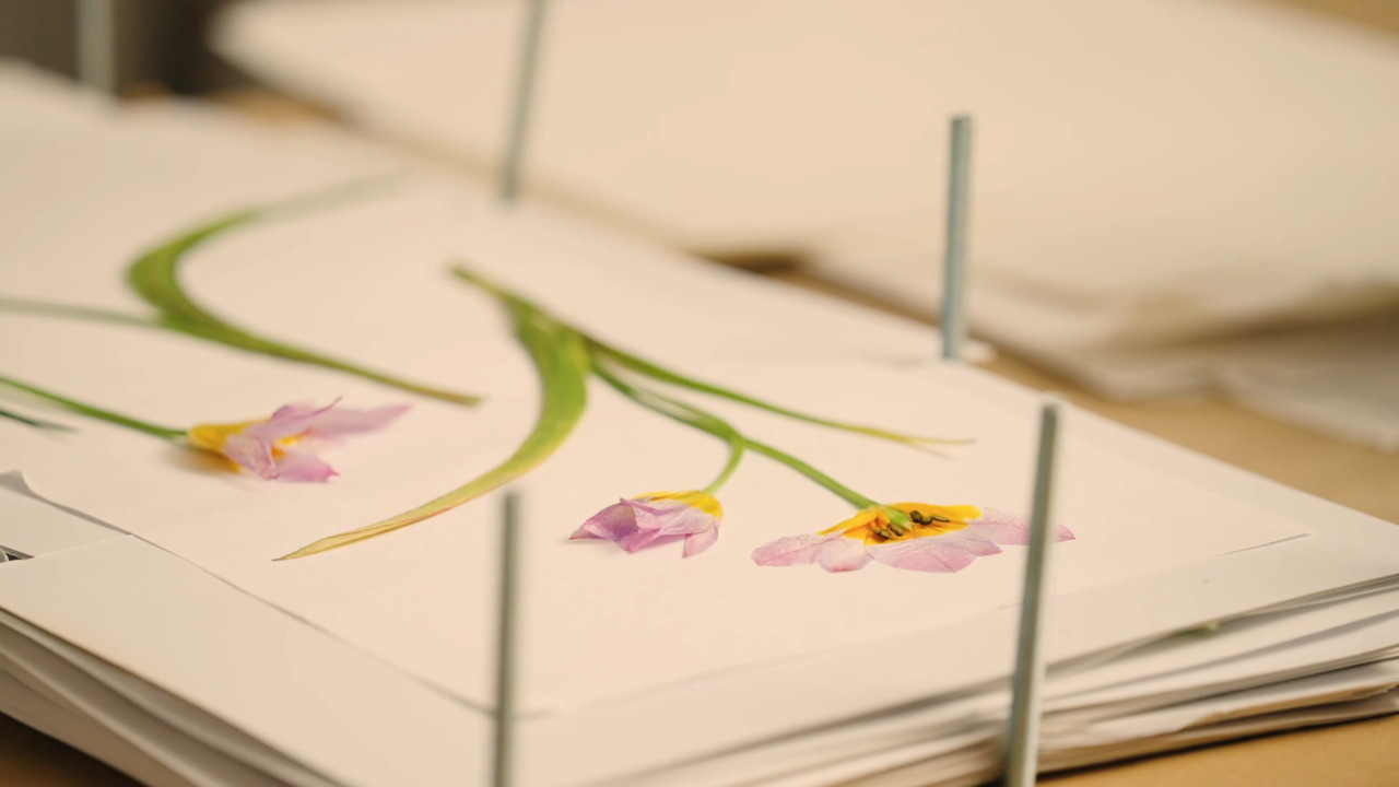 Core skills - Part 5: How to check your flowers in the press