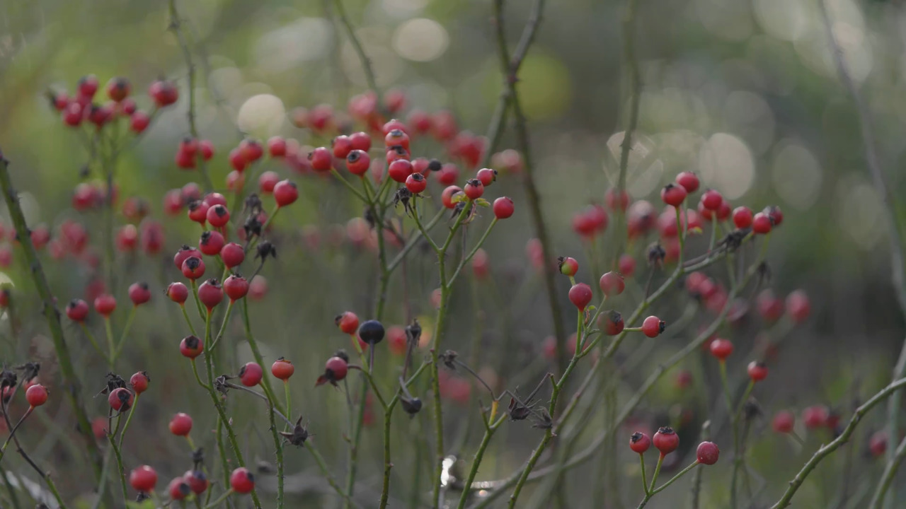 The beauty of rose hips in autumn