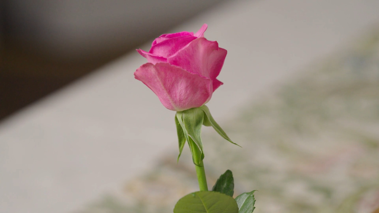 Painting a rose - Part 1