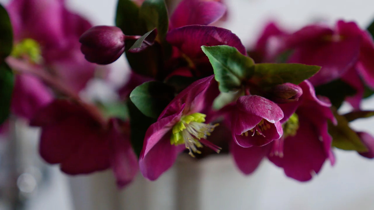 Bringing winter flowers inside - Part 2: Hellebores