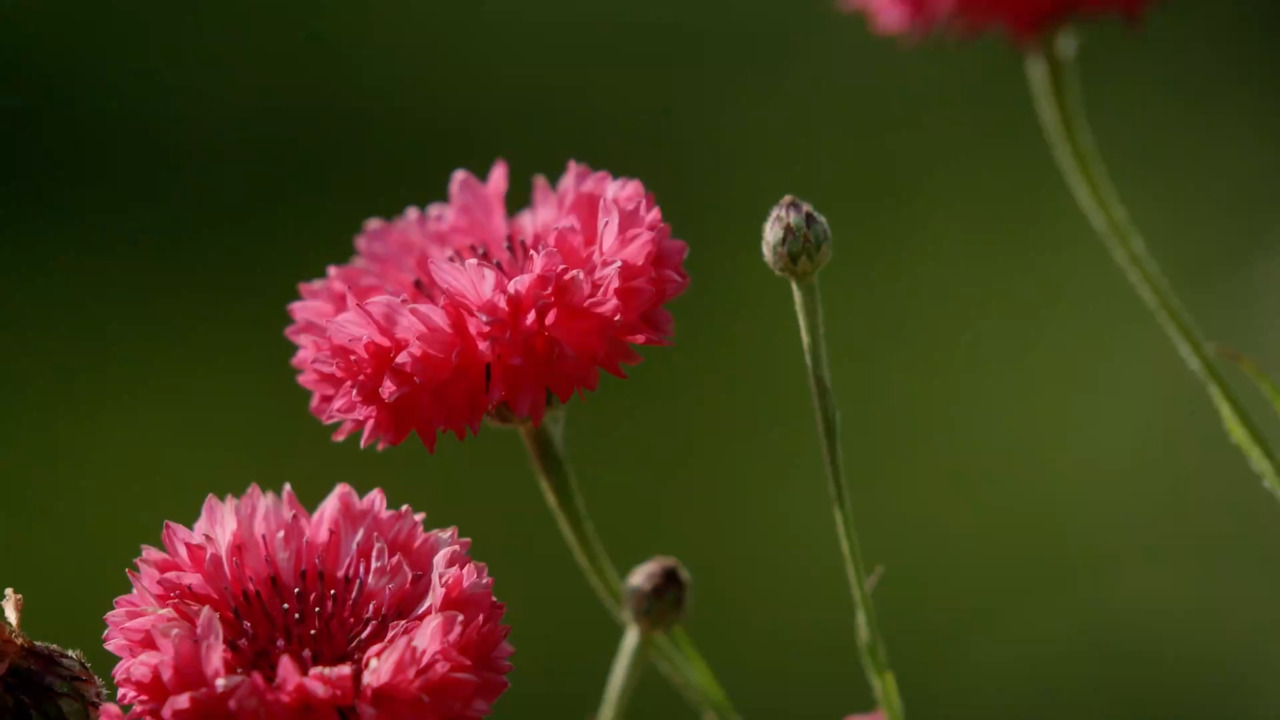 How to make your patch successional