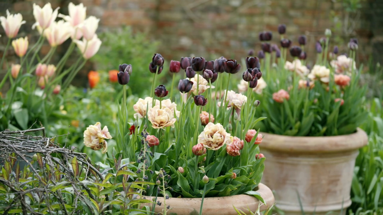 Whopper pots in spring bloom - soft and warm palette
