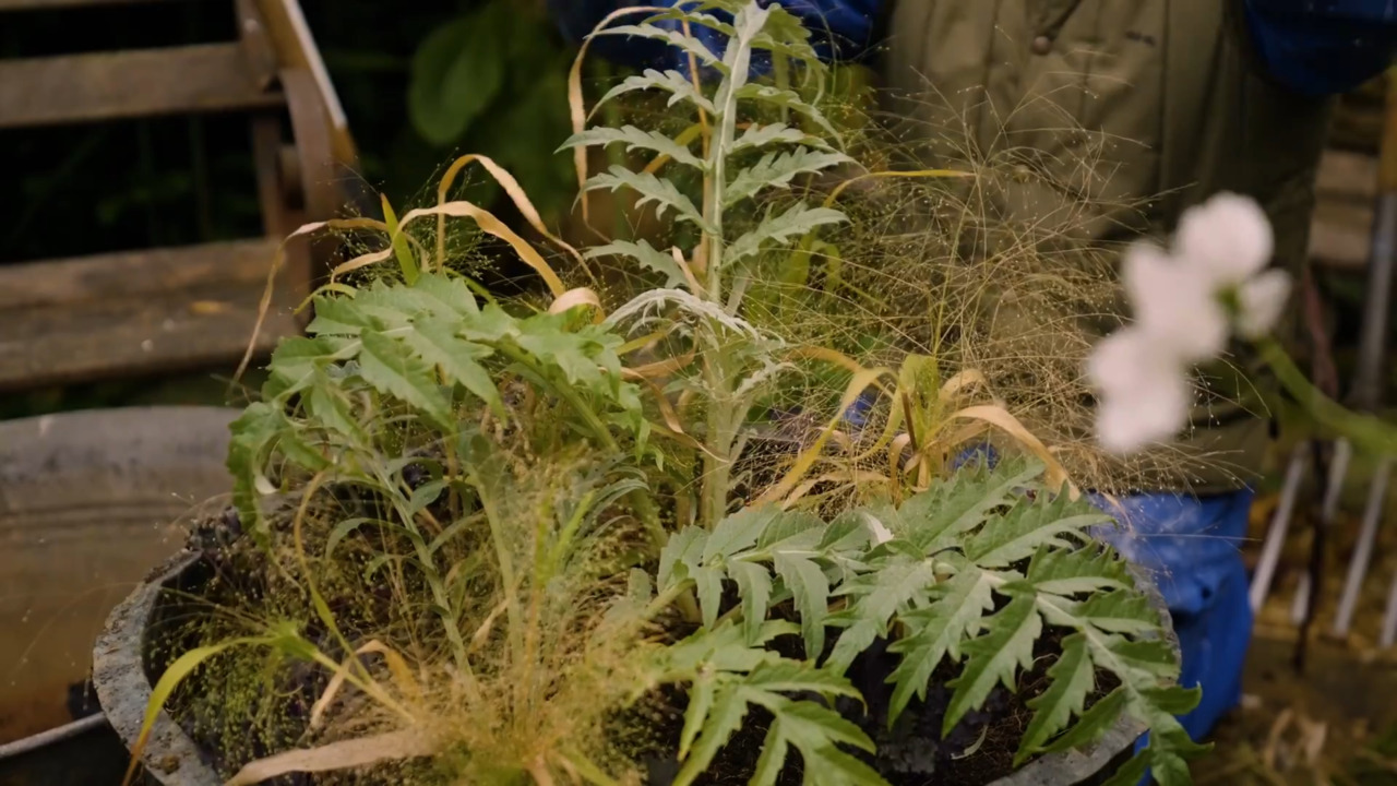 A bulb lasagne - part 6: kale and cardoon toppers