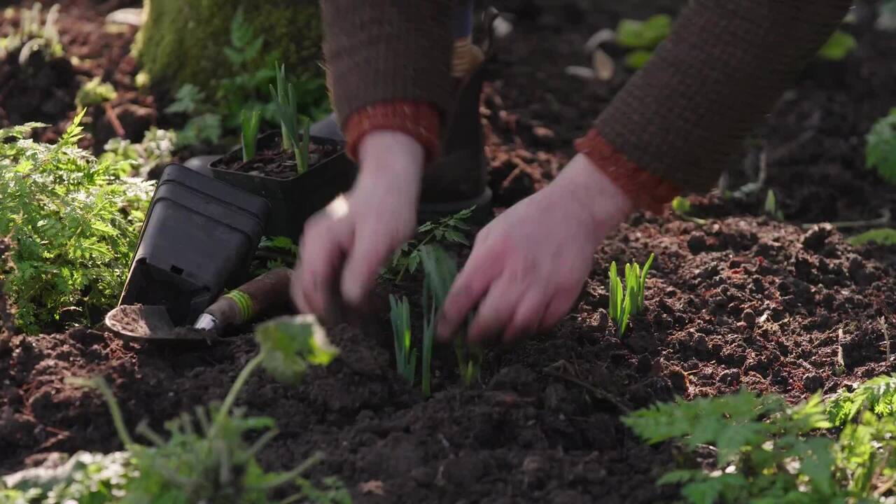 Planting narcissi in late winter