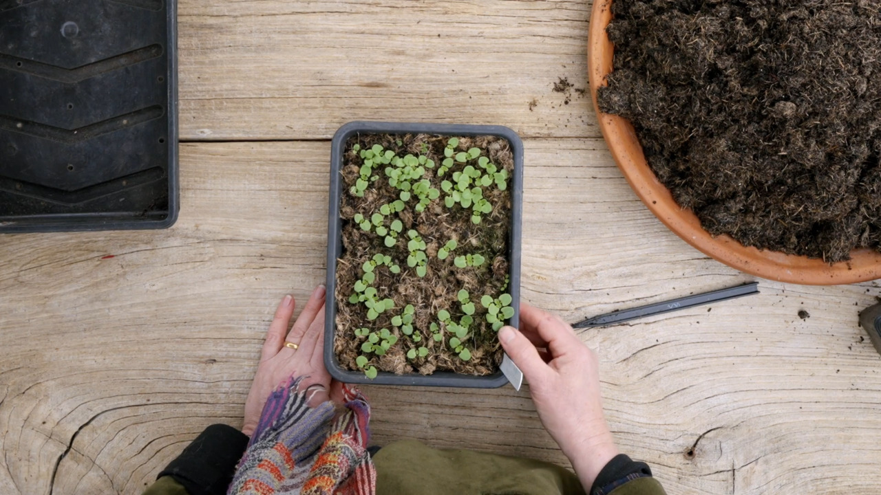 Pricking out your seedlings