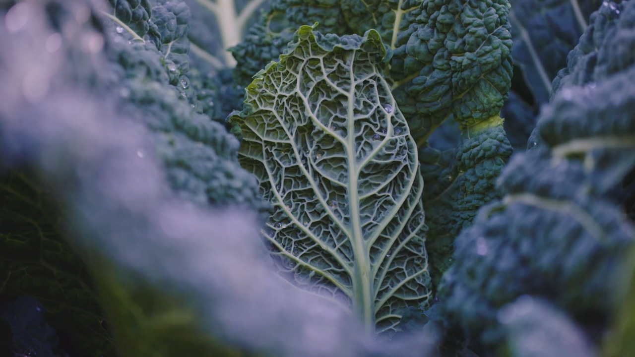 How to plan your plot - Part 2: Choosing what to grow 