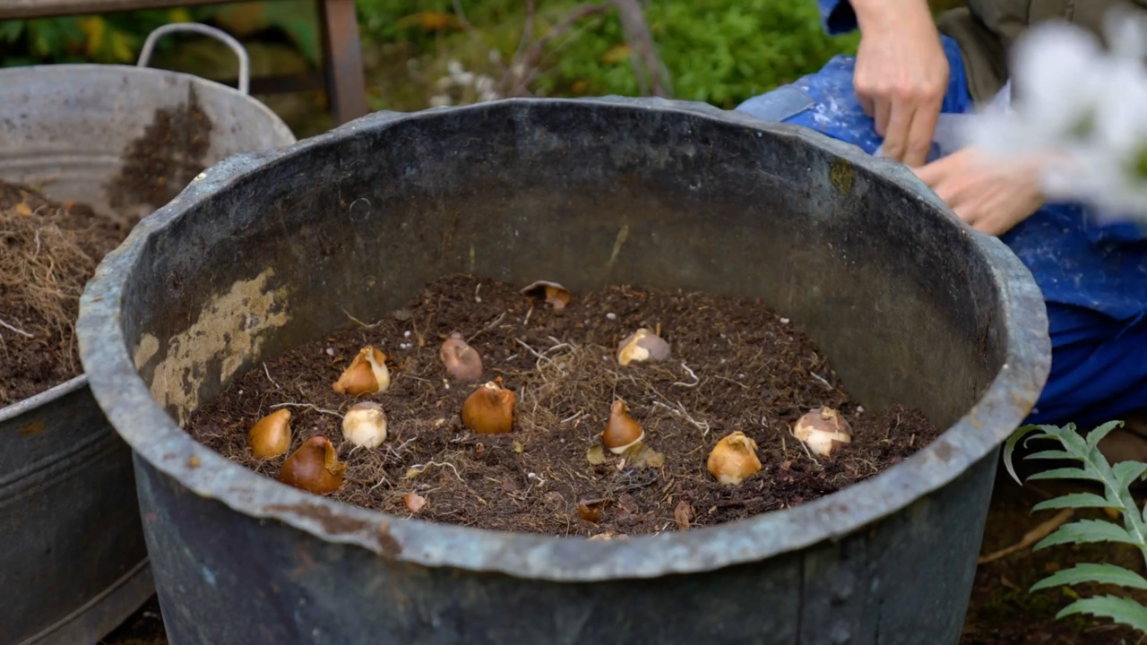 A bulb lasagne - part 4: tulips