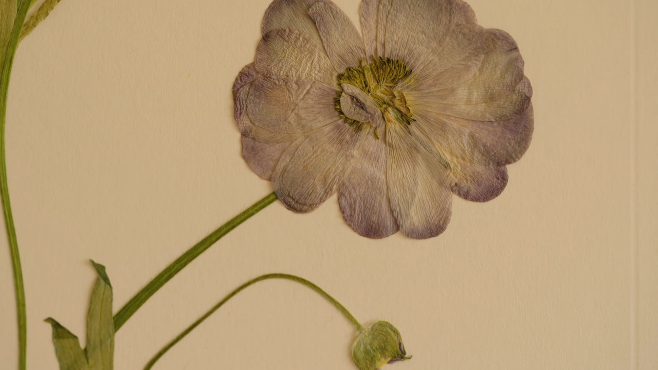 Core skills - Part 3: Pressing butterfly ranunculus 