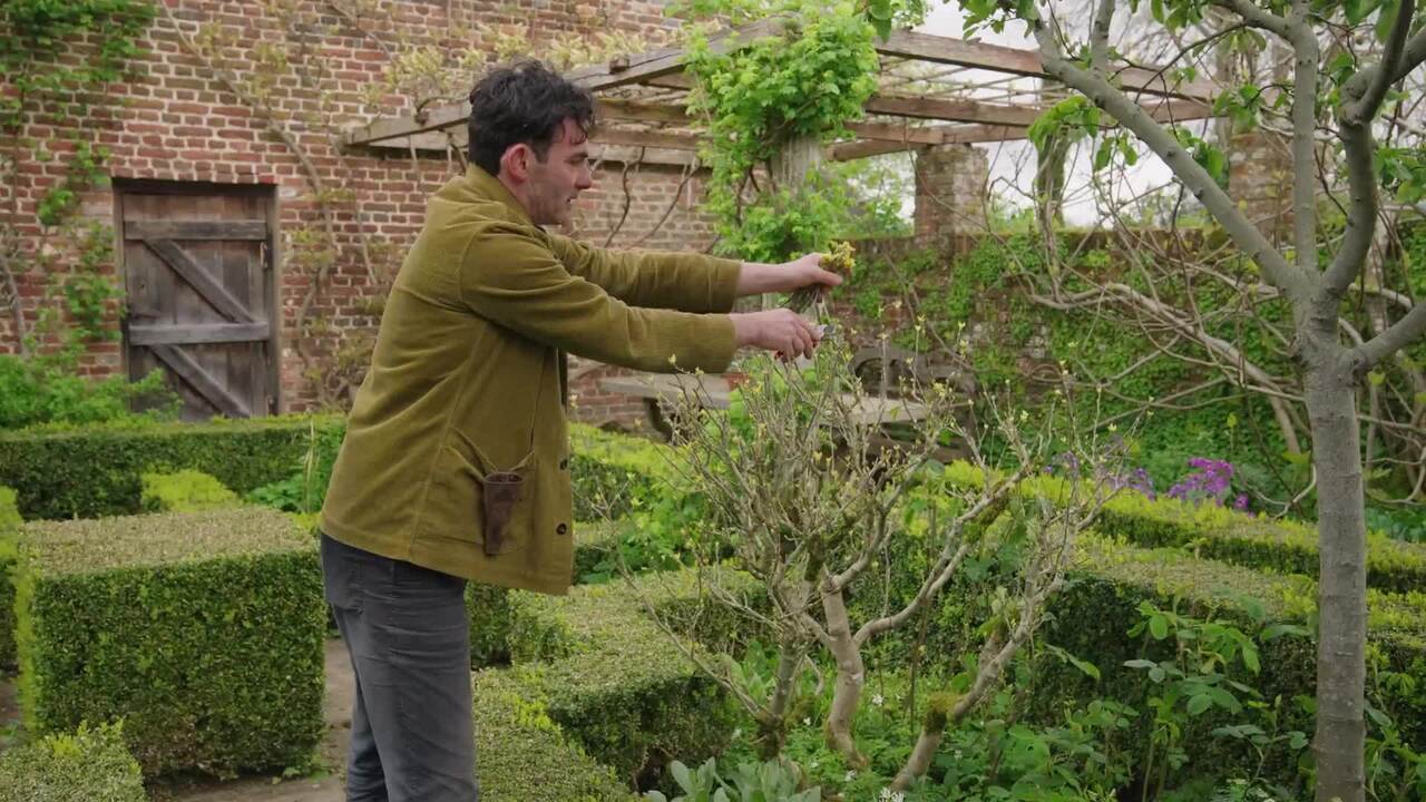 How to prune a tender shrub