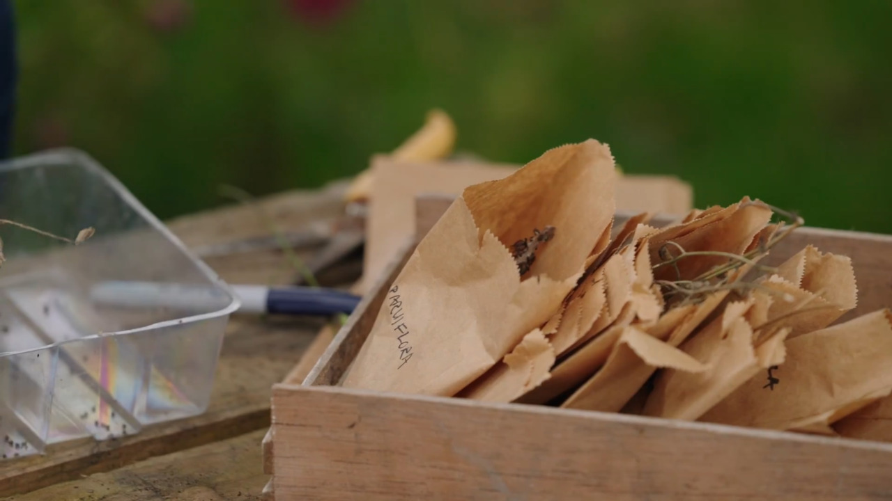 Collecting seeds: harvesting and storing effectively