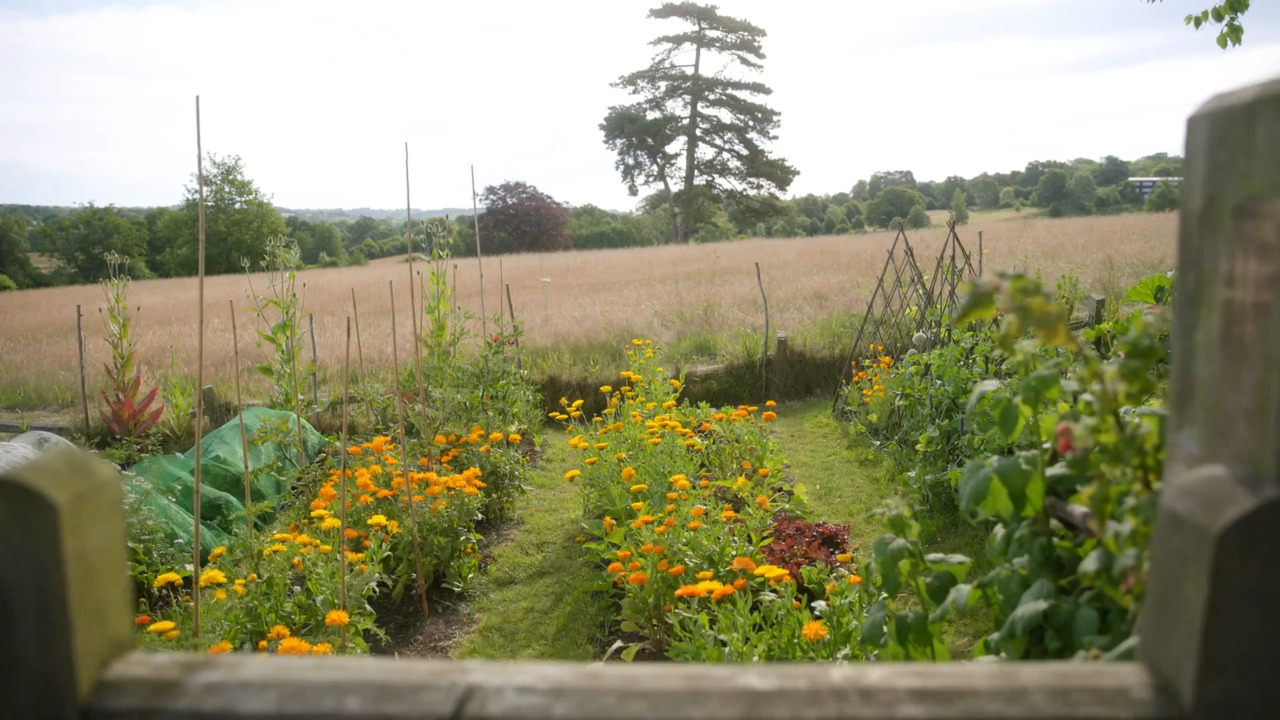 Troubleshooting in the veg patch