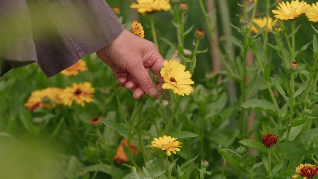 The cut flower patch in June