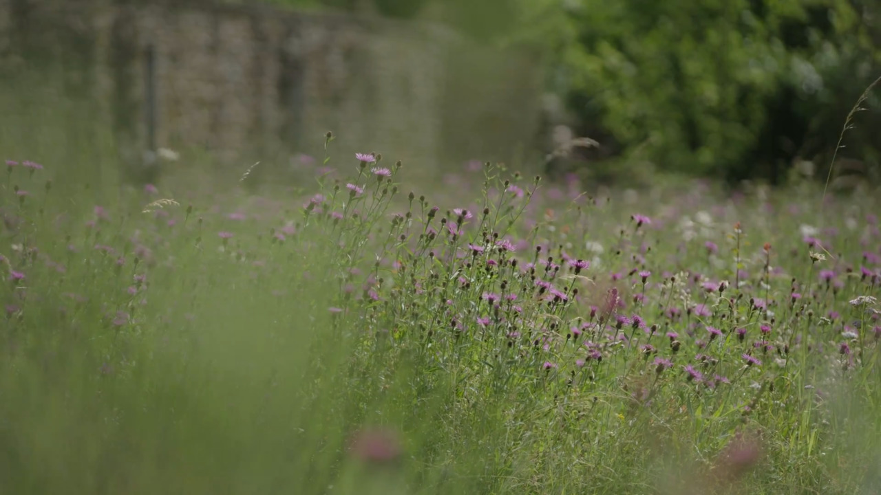 The Old Rectory: meadows 