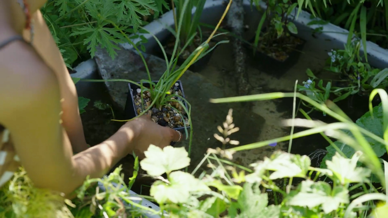 Creating ponds to encourage wildlife