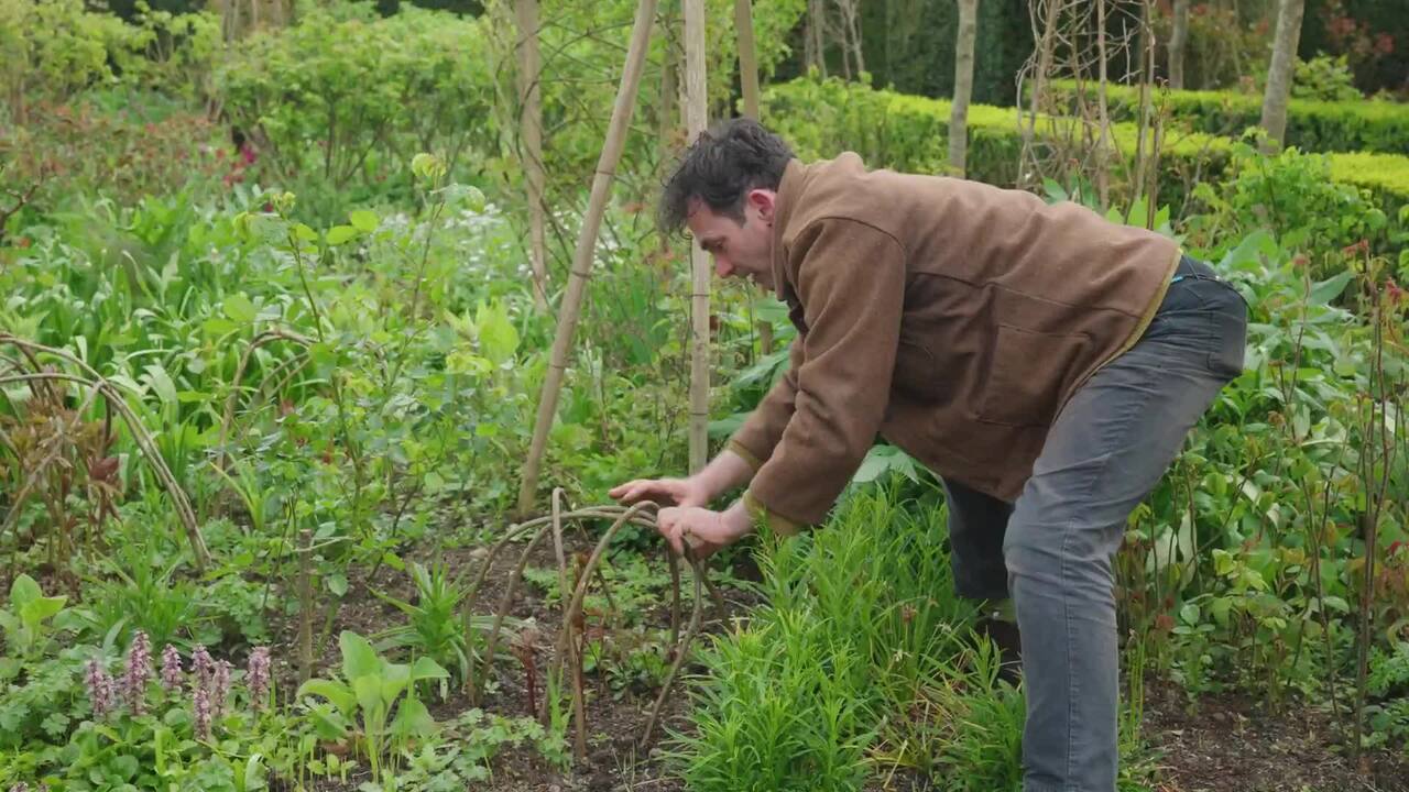 Supporting peonies with hazel benders