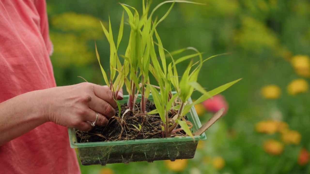 Planting up a container with seedlings