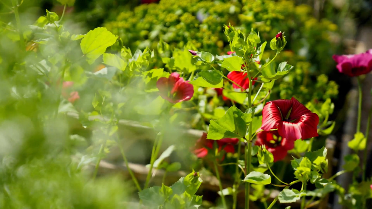 Supporting growth with chestnut gates