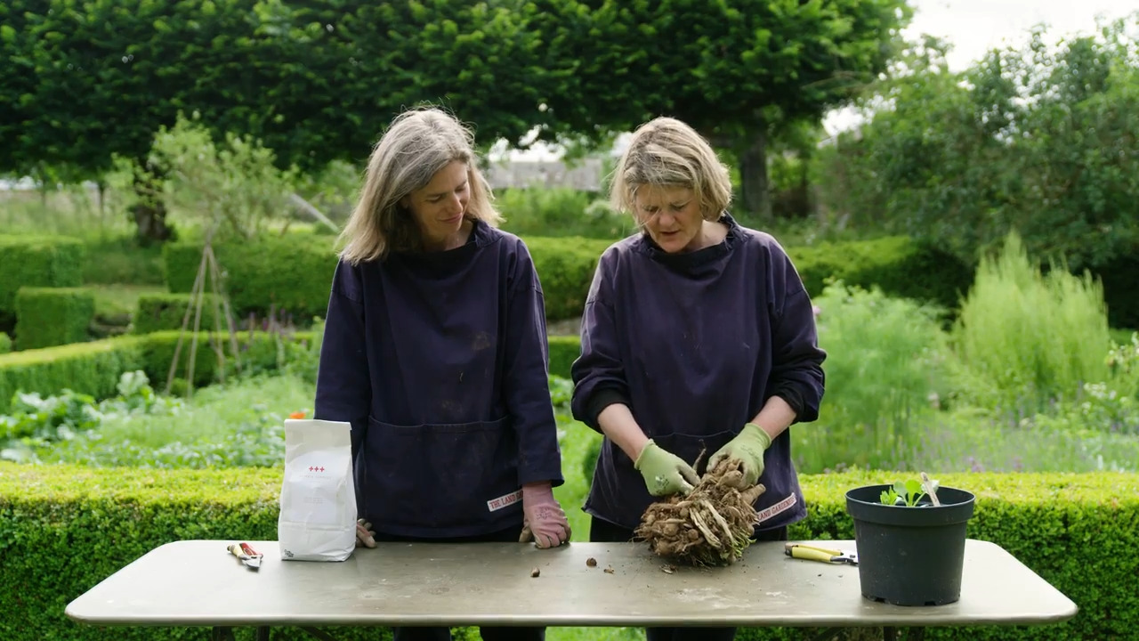 Dahlias - Part 2: Dividing