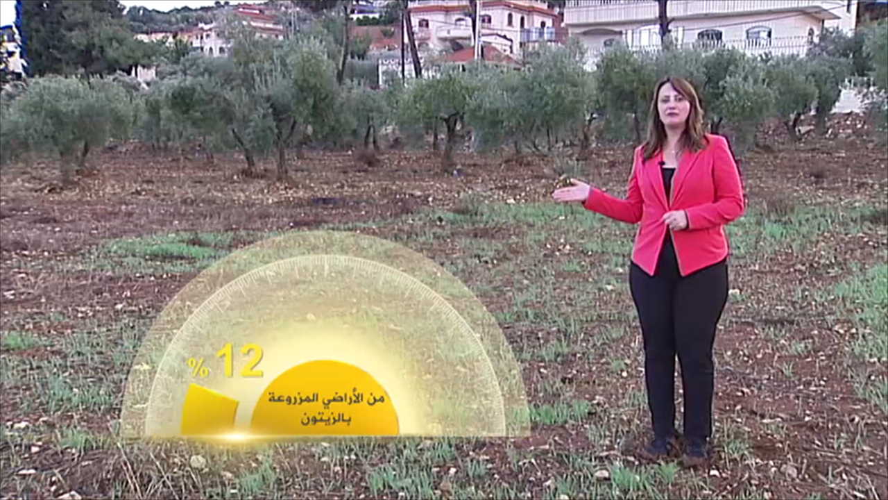 موسم حصاد الزيتون في فلسطين