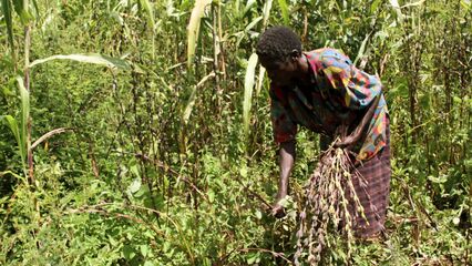 Ethiopia economic challenges: Farmers look for solutions to survive