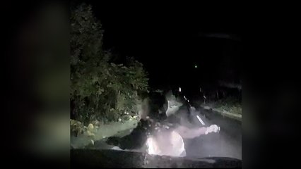 Moment mother bear slams into car to protect cub
