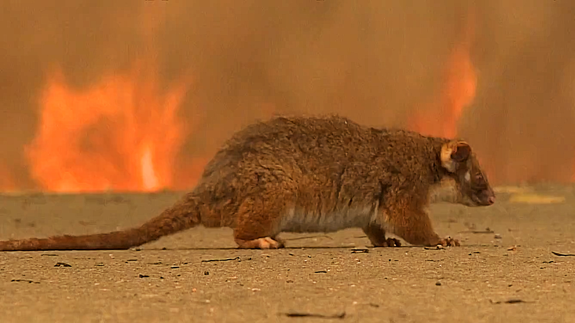 Silent Death Australia S Bushfires Push Countless Species To Extinction Bushfires The Guardian