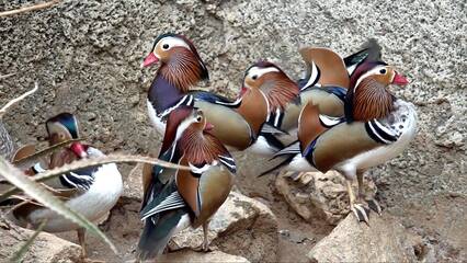 Zimbabwe’s birds face habitat crisis as wetlands turn to urban sprawl