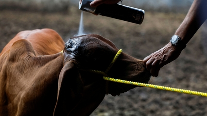 Mexican cattle ranchers in crisis: US 'screwworm' fears halt livestock import 

