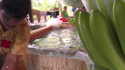 Philippine Banana Farmers Feel Economic Fallout of Iran Conflict