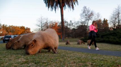 Argentine suburb battles invasion of giant capybaras
