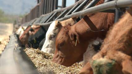 US reopens southern ports to Mexican cattle after screw-worm outbreak halted trade
