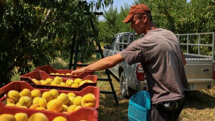 Greek peach farmers fear Trump’s tariffs will devastate exports and livelihoods