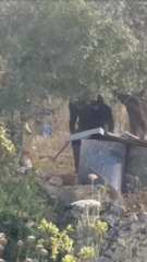 Israeli settler’s ‘brutal’ attack on Palestinian’s dog