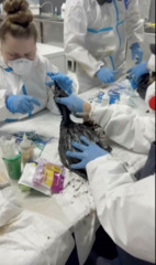 Volunteers clean birds after Black Sea oil spill as Russia-Ukraine trade blame
