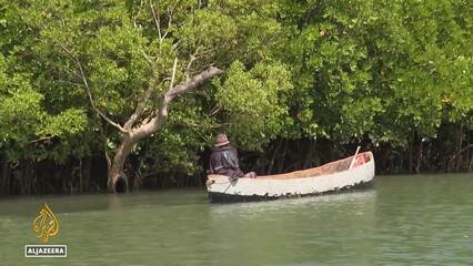 Kenya mangrove conservation: Local efforts to protect mangrove forests bear fruit