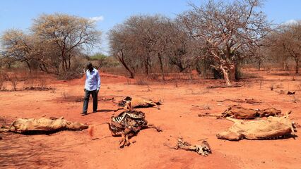 Kenya declares emergency as drought devastates Mandera County
