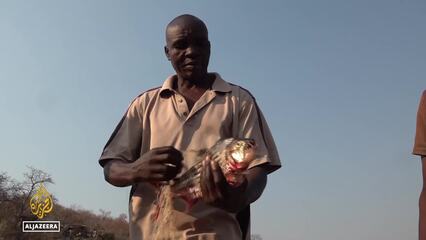 Lake Kariba's drying waters: People in Zimbabwe affected by severe drought