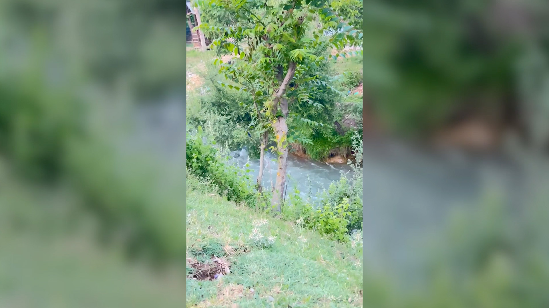 Otters spotted in Kashmir waters, and residents are both thrilled and wary 2