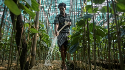 Colombia’s bold efforts to restore mangroves amid climate crisis
