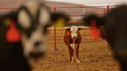 US ban on Mexican livestock imports devastates cattle farmers