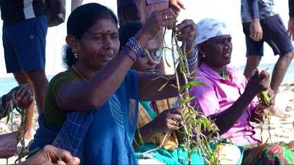 India's disappearing islands turn to seagrass to fight rising seas