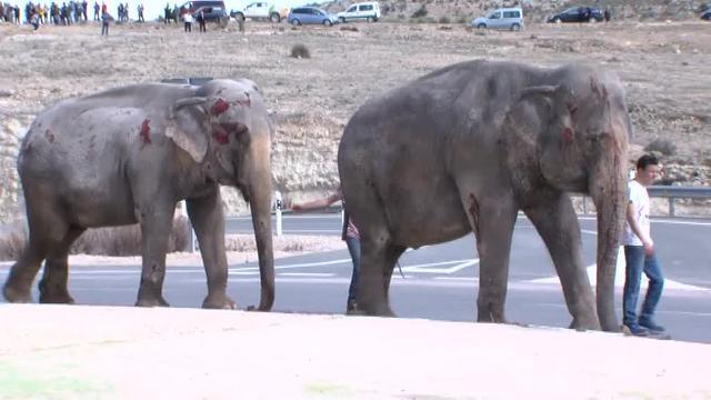 Una manada de elefantes sueltos tras un accidente obliga a cortar la A-30