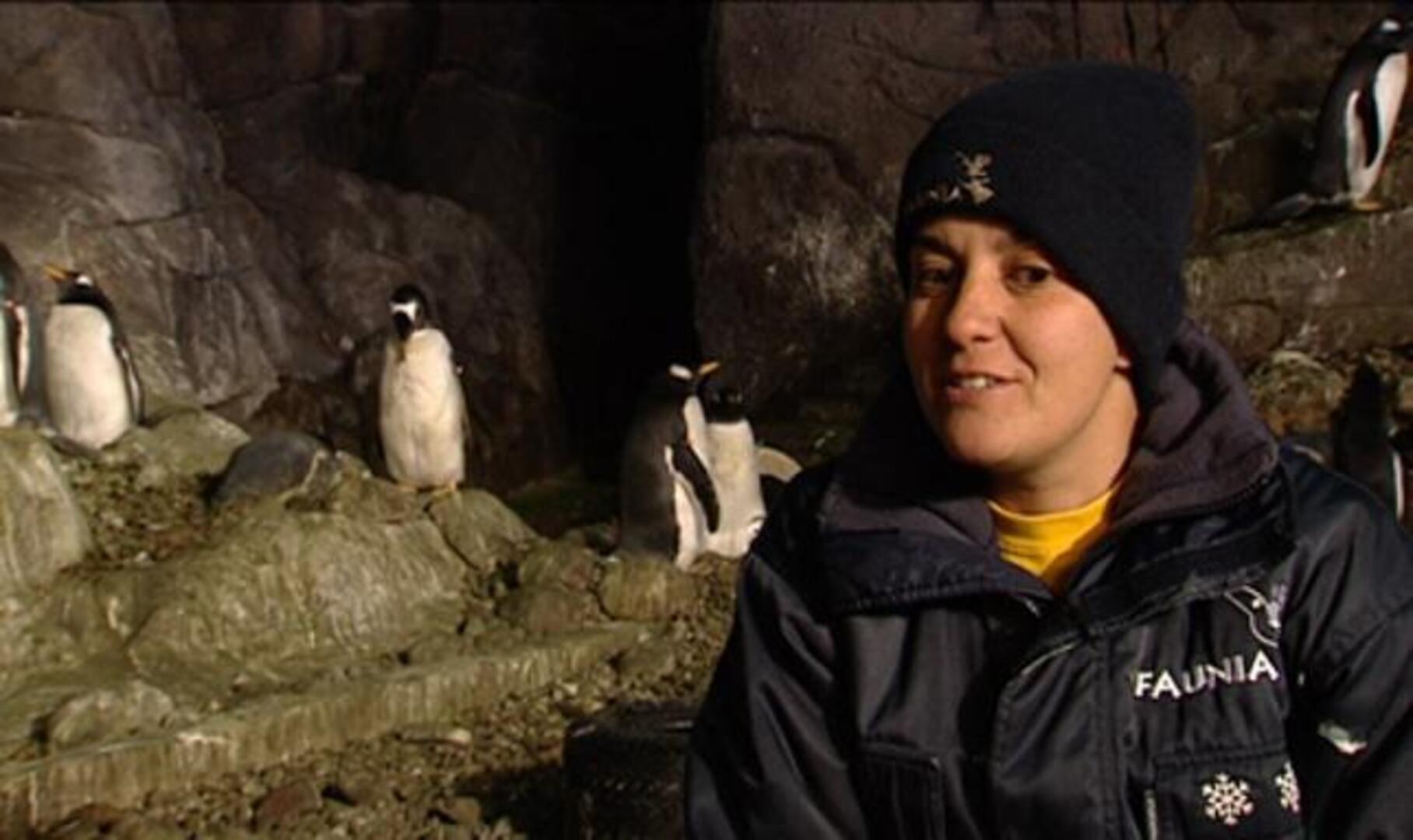 Los pingüinos gay de Madrid, a punto de ser padres