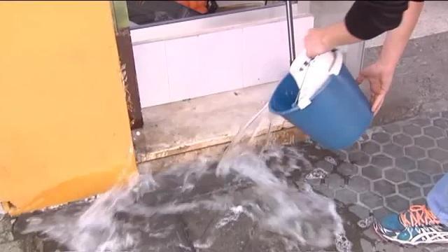 El Ayuntamiento de Palma limita el número de perros por vivienda: 3 por pisos y 5 por chalet