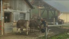 Este domingo se vota en Suiza si los ganaderos deben dejar o no los cuernos a sus vacas