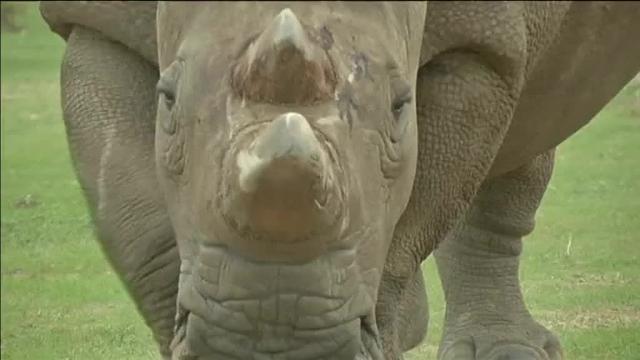 Muere en Kenia el último ejemplar macho de rinoceronte blanco del norte