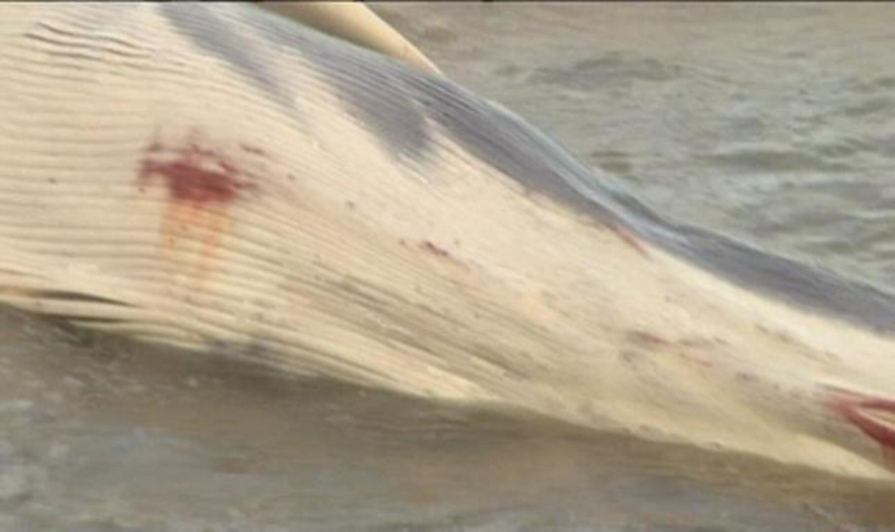 La ballena avistada en San Sebastián muere en la playa de La Concha