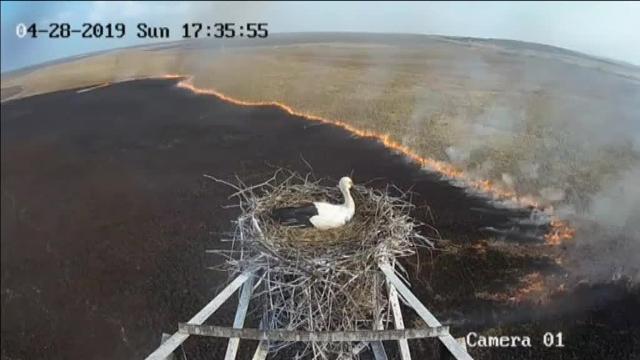 Un incendio en Rusia que no alcanza por poco a un nido de cigüeña